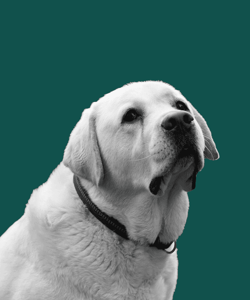 Aldo – Mood manager