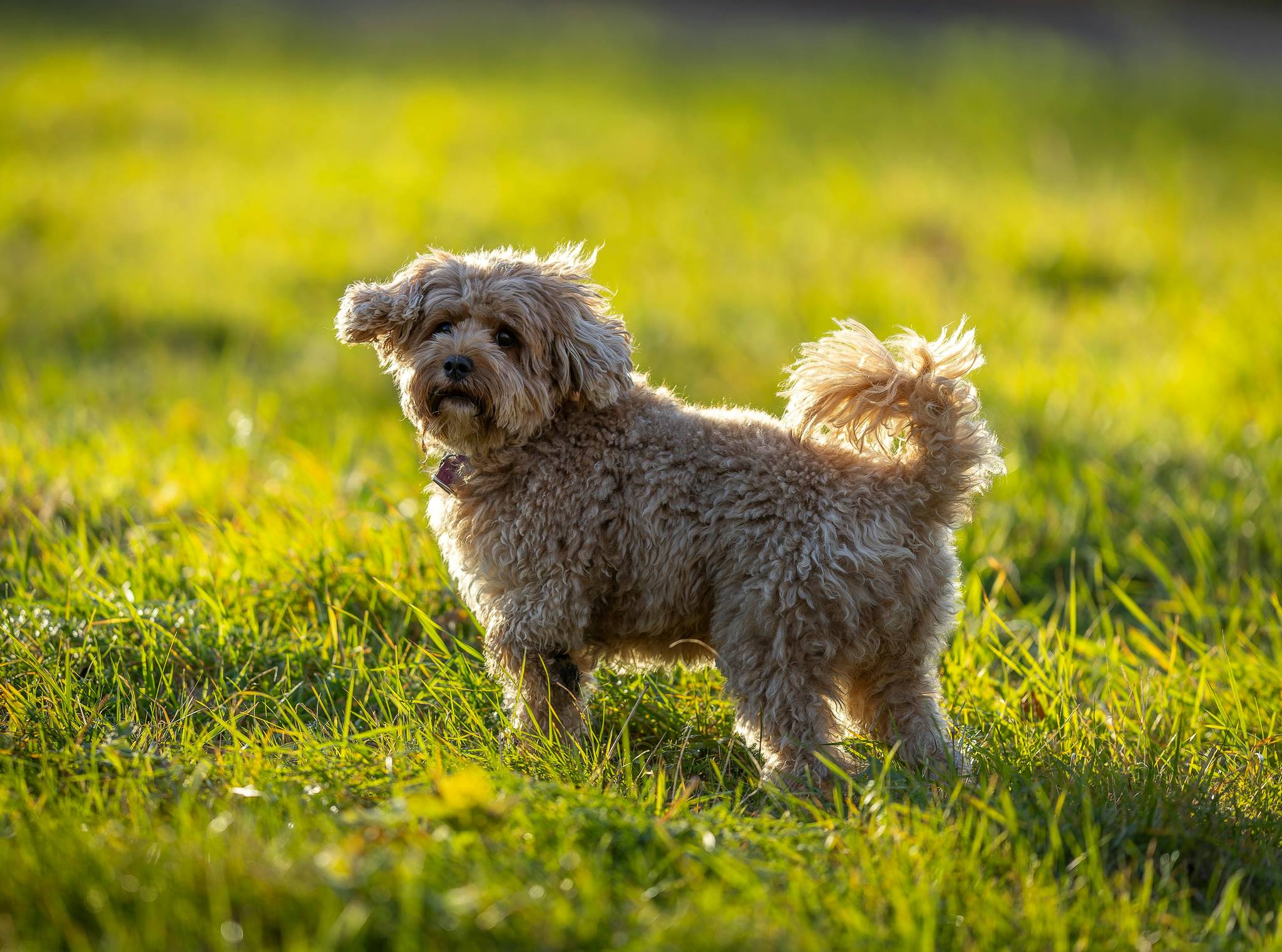 Cavapoo Diet and Nutrition