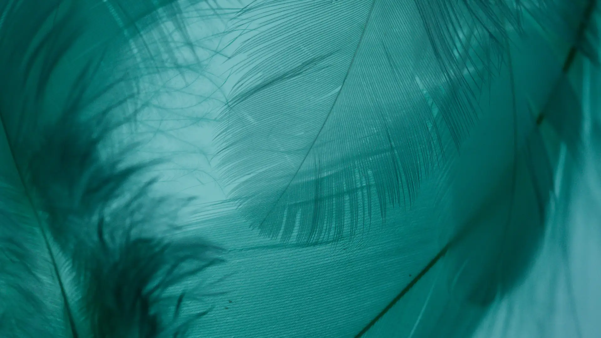 Background image of feathers