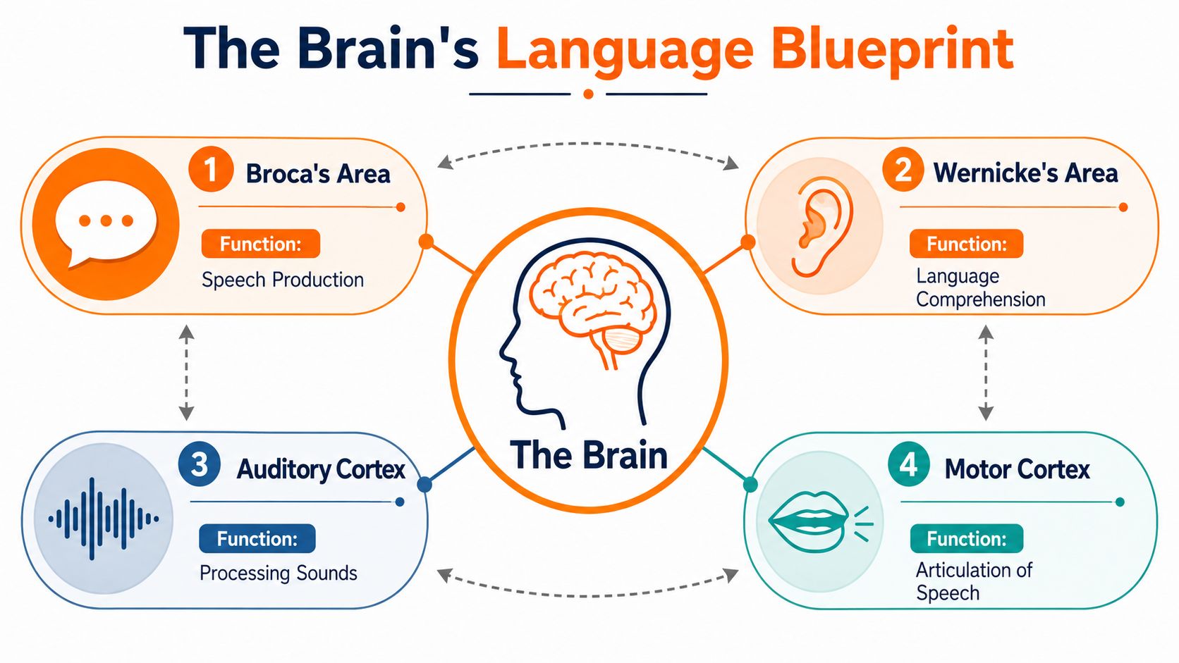 A diagram titled The Brain's Language Blueprint illustrating the roles of four brain areas in language processing.