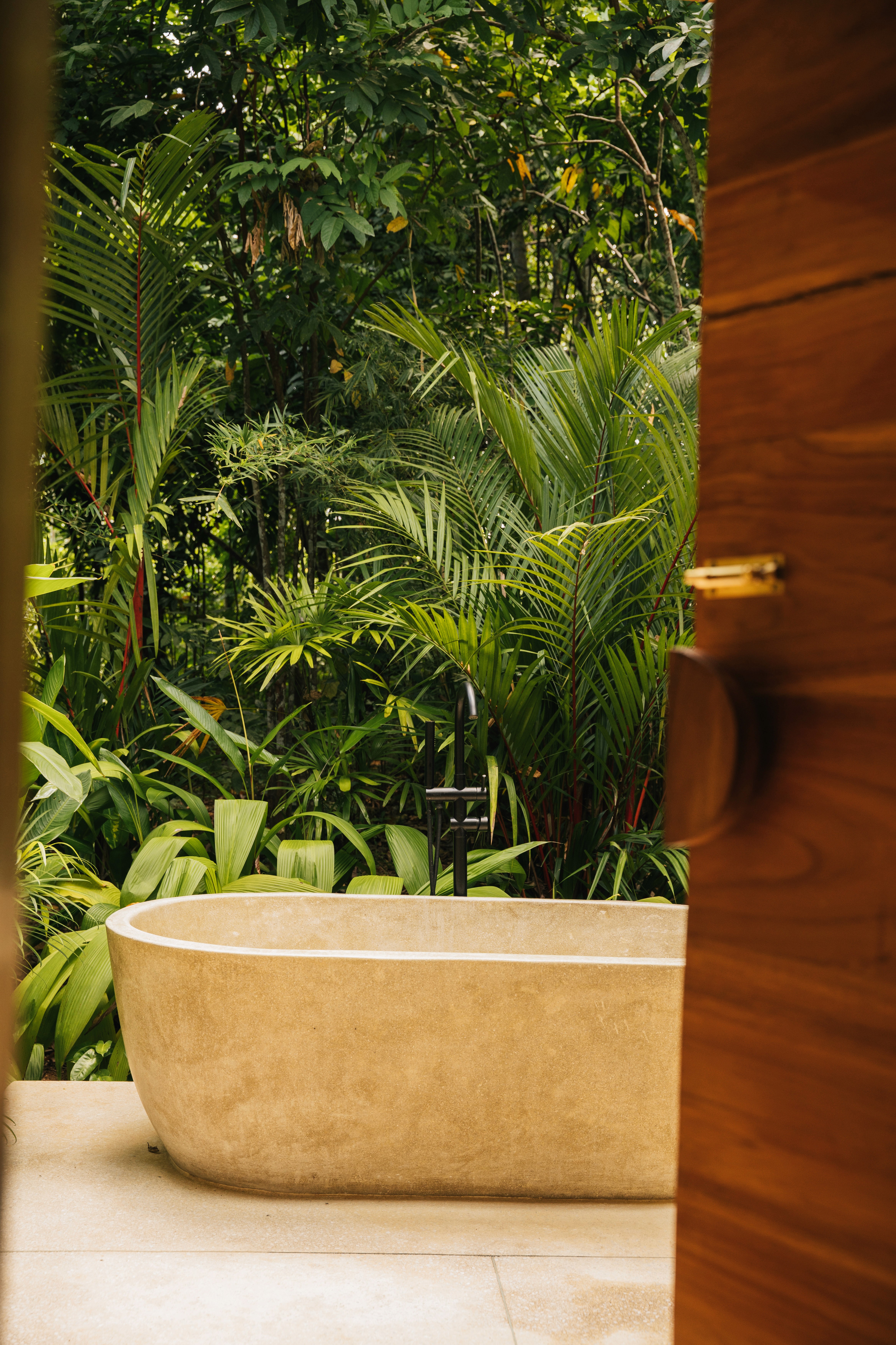 Big tree in the jungle