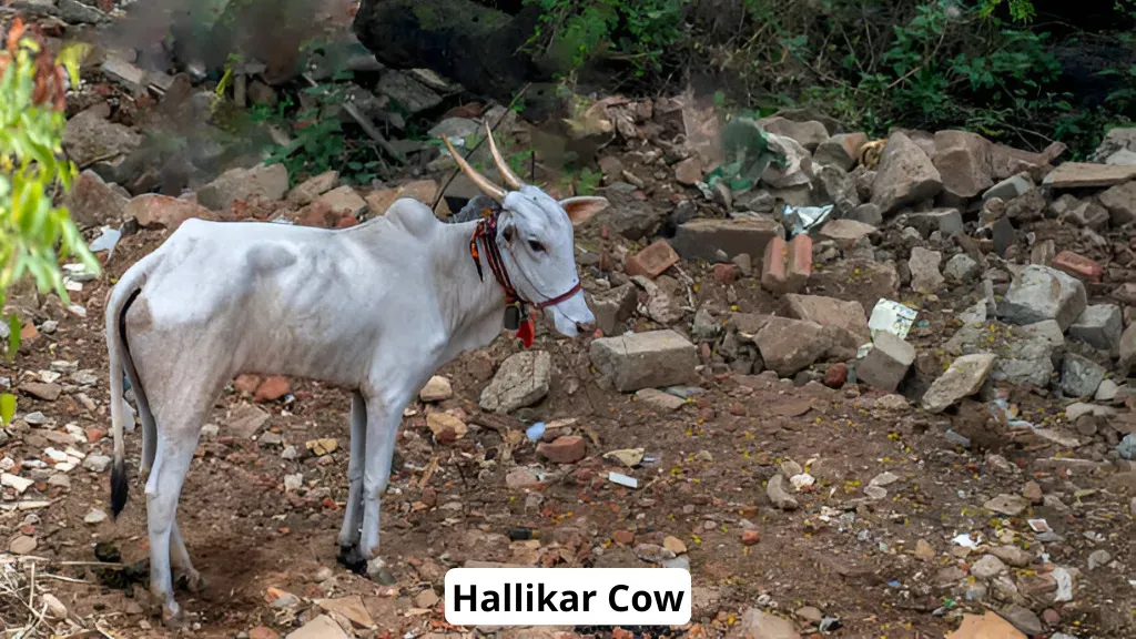 Hallikar Cow Breeds in india.webp