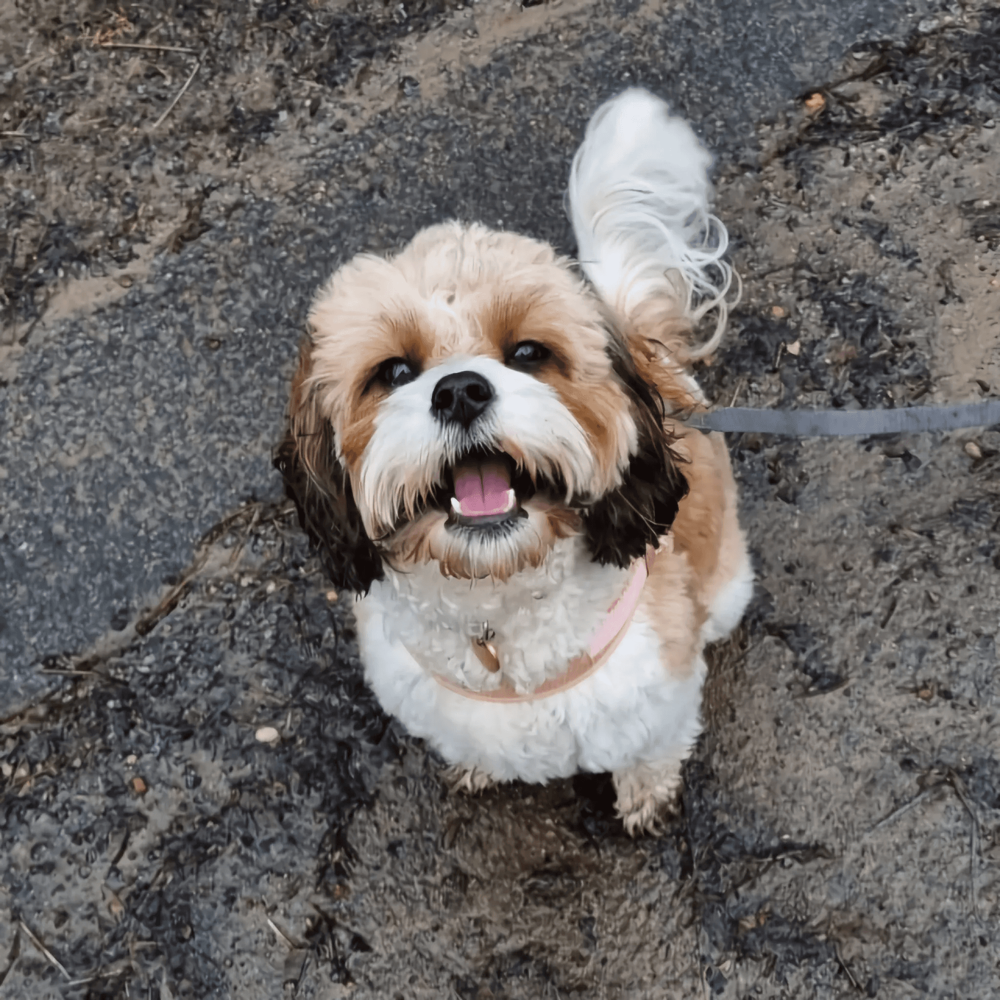 A beautiful, happy cava-poo looking at the camera with a huge smile on her face