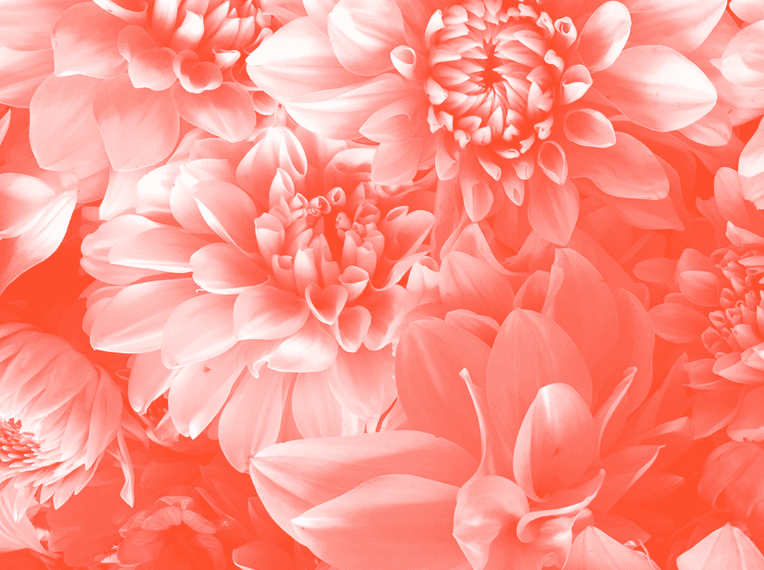 Close up of dahlia flowers, tinted red