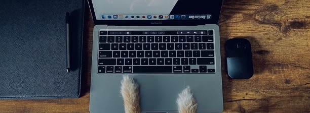 Buddyroo typing on a macbook