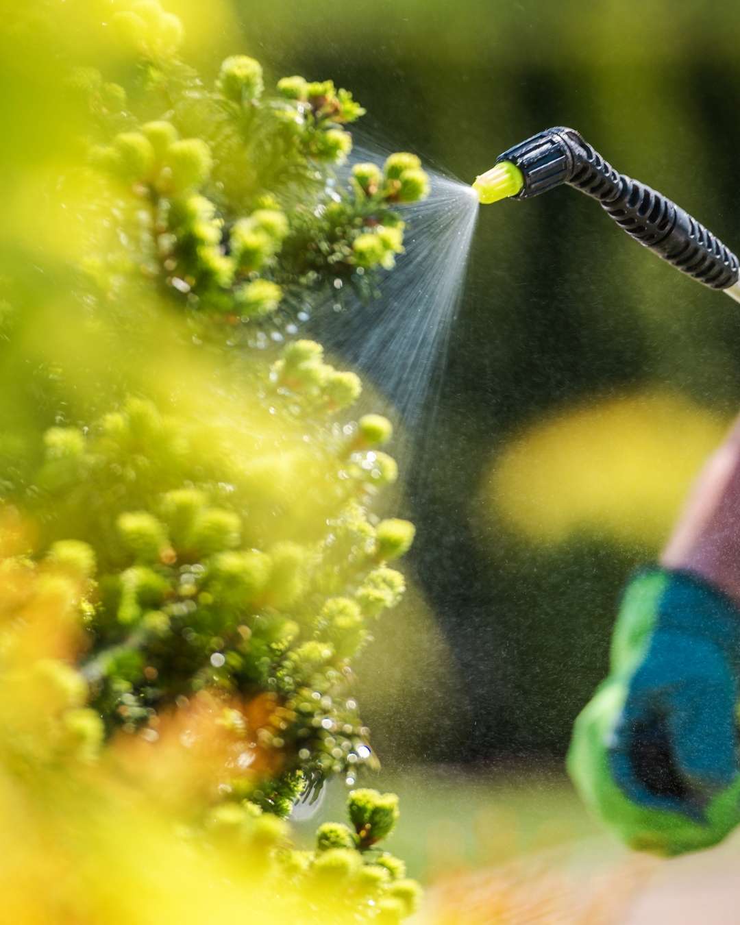 Tree Fertilization Services
