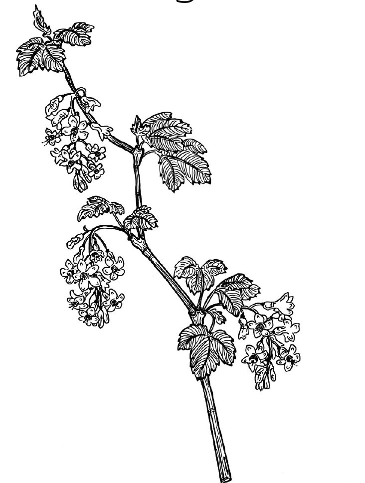Red Flowering Currant