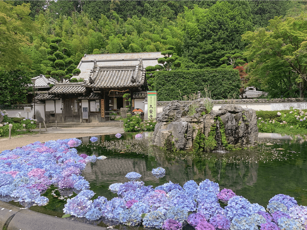 Hydrangeas in the river at Kyuanji Temple in Osaka