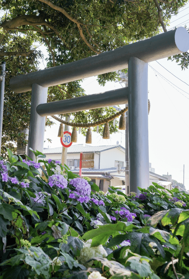 Hydrangeas at Hoshiimo Shrine in Ibaraki