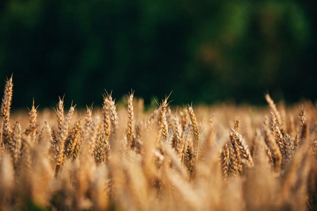 Wheat field