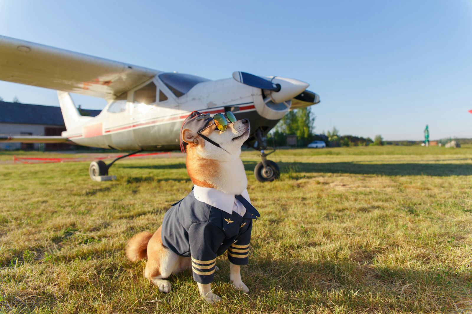 Pet Relocation in Dubai: Everything You Need to Know