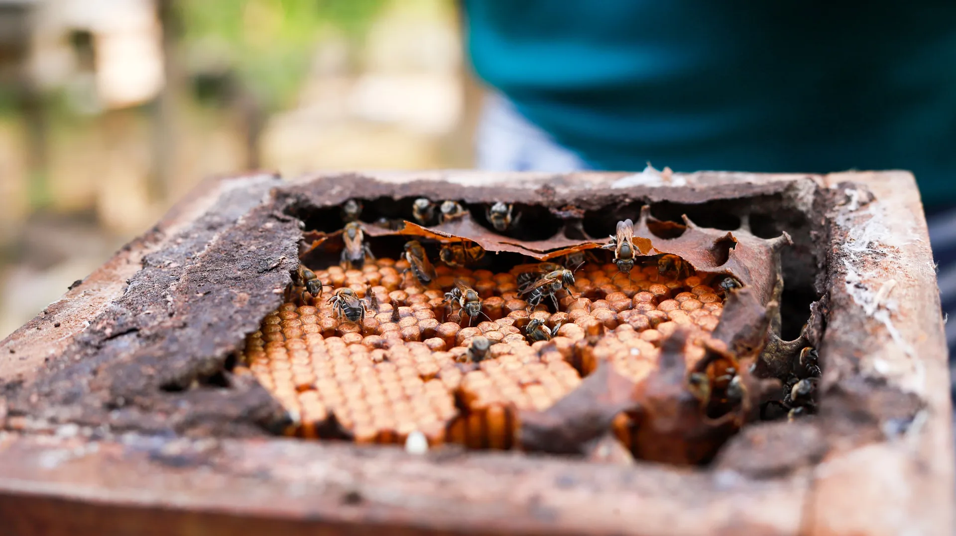 Detalhe de uma melgueira com abelhas.