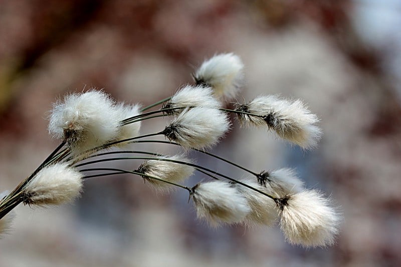 cotton flowers