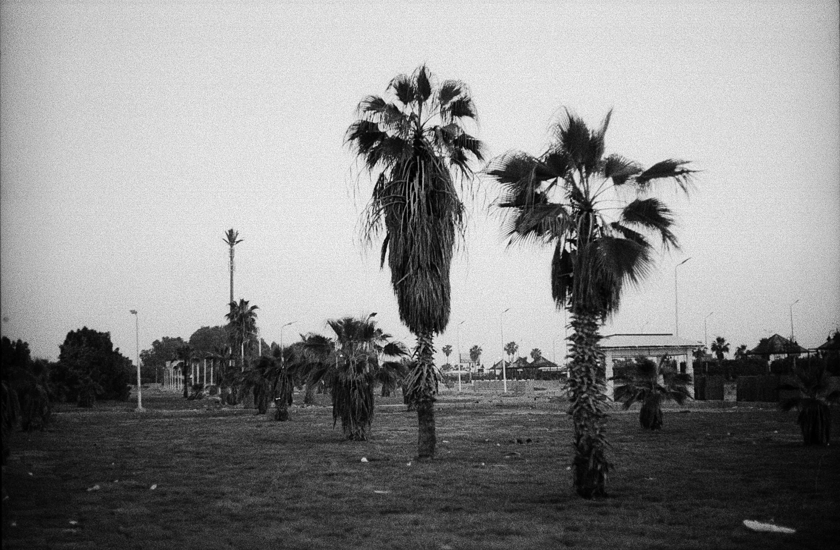 Two Palms