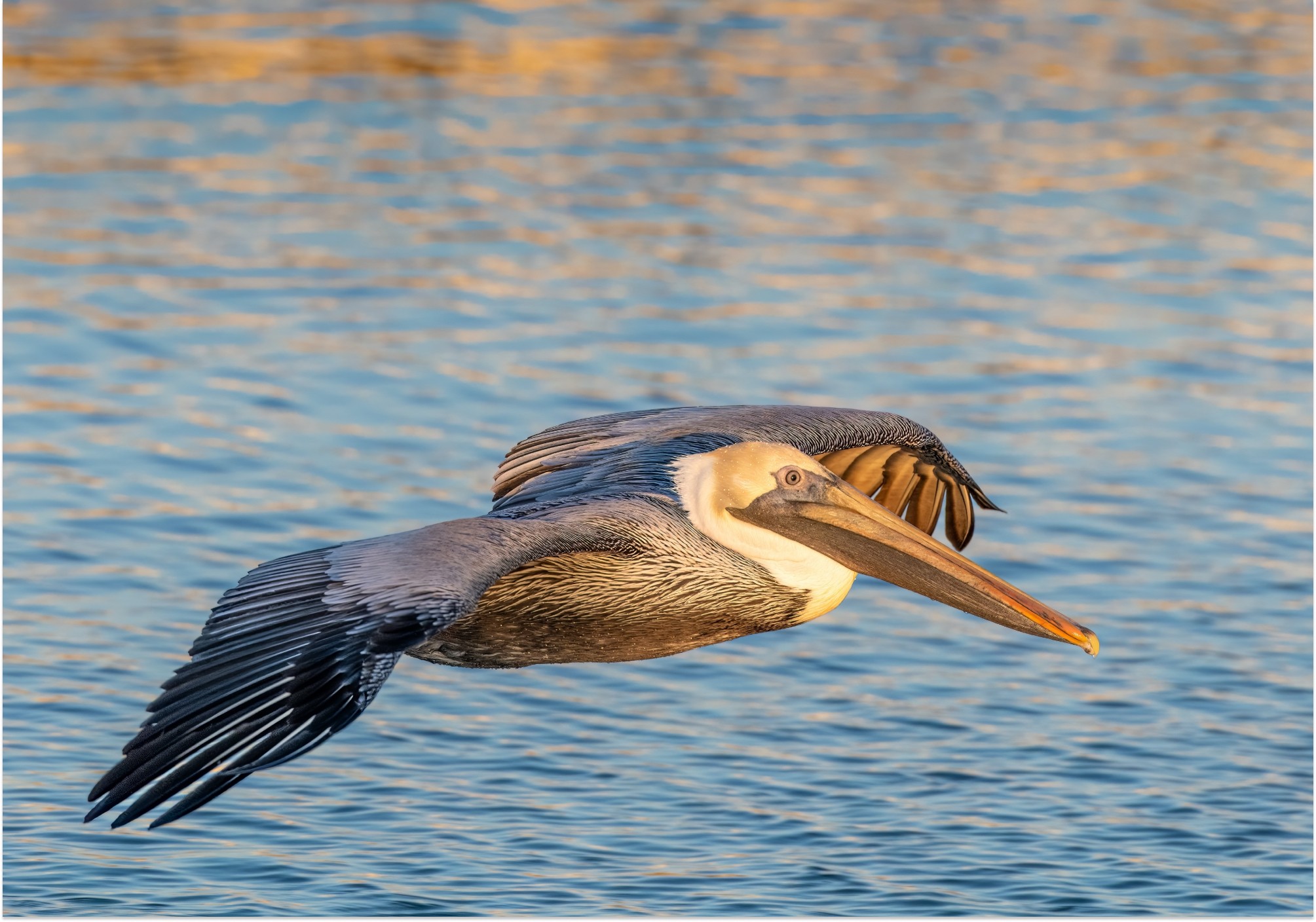 Bird flying with water in the background