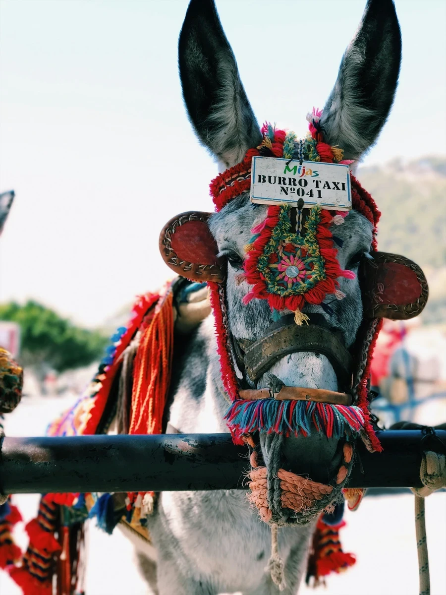 Donkey Taxi in spain