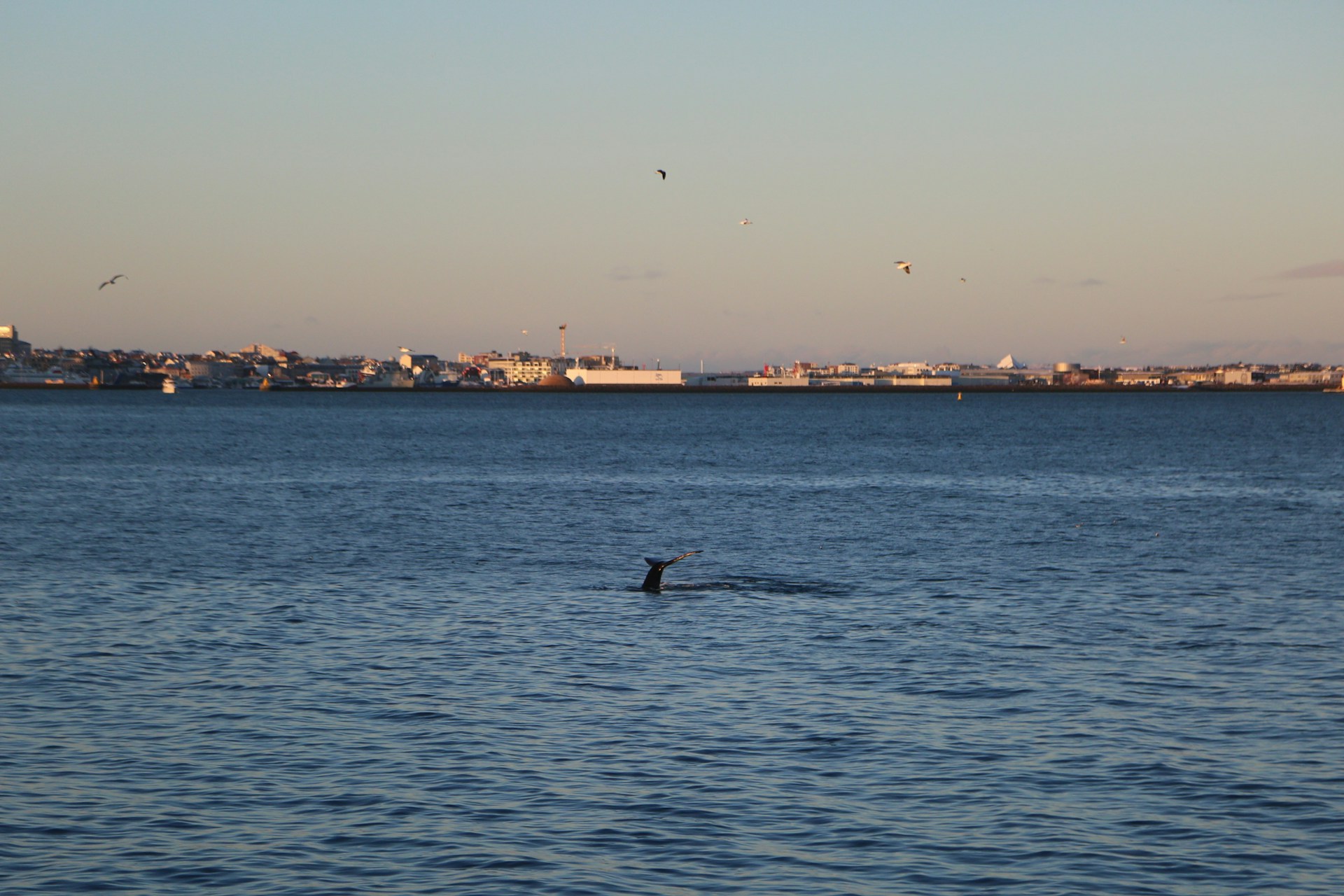 Whale tail surfacing in Faxaflói Bay with the Reykjavík skyline in the background during a whale watching tour.