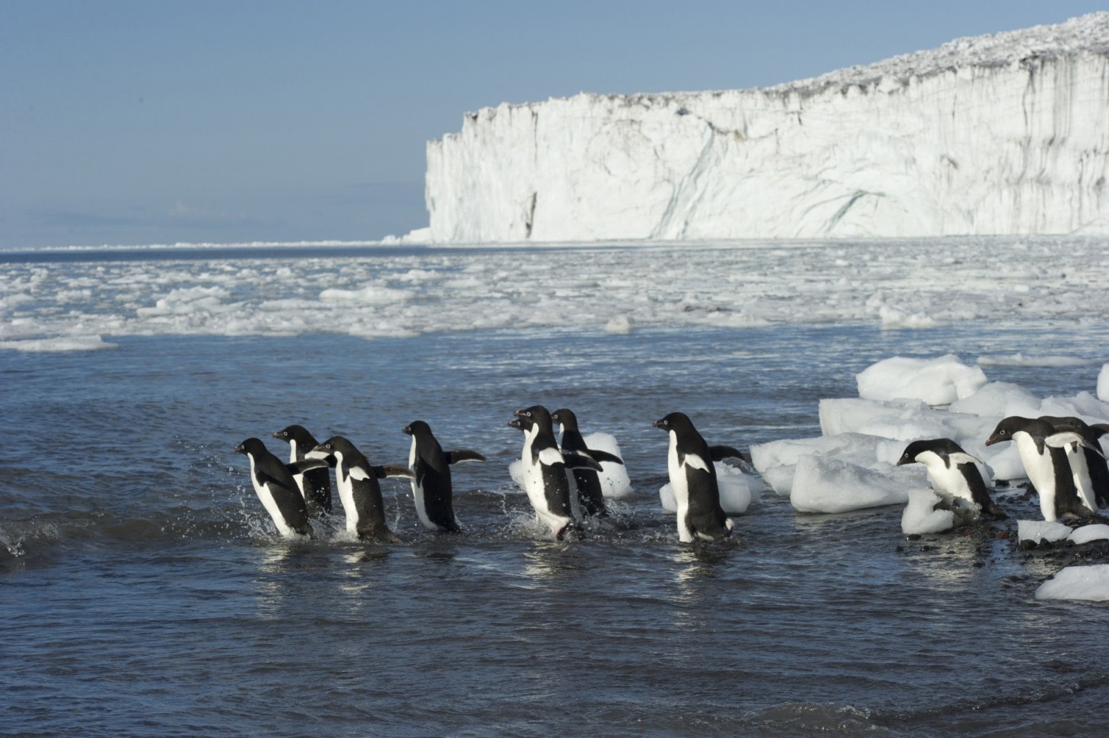 Penguins in Ross Sea