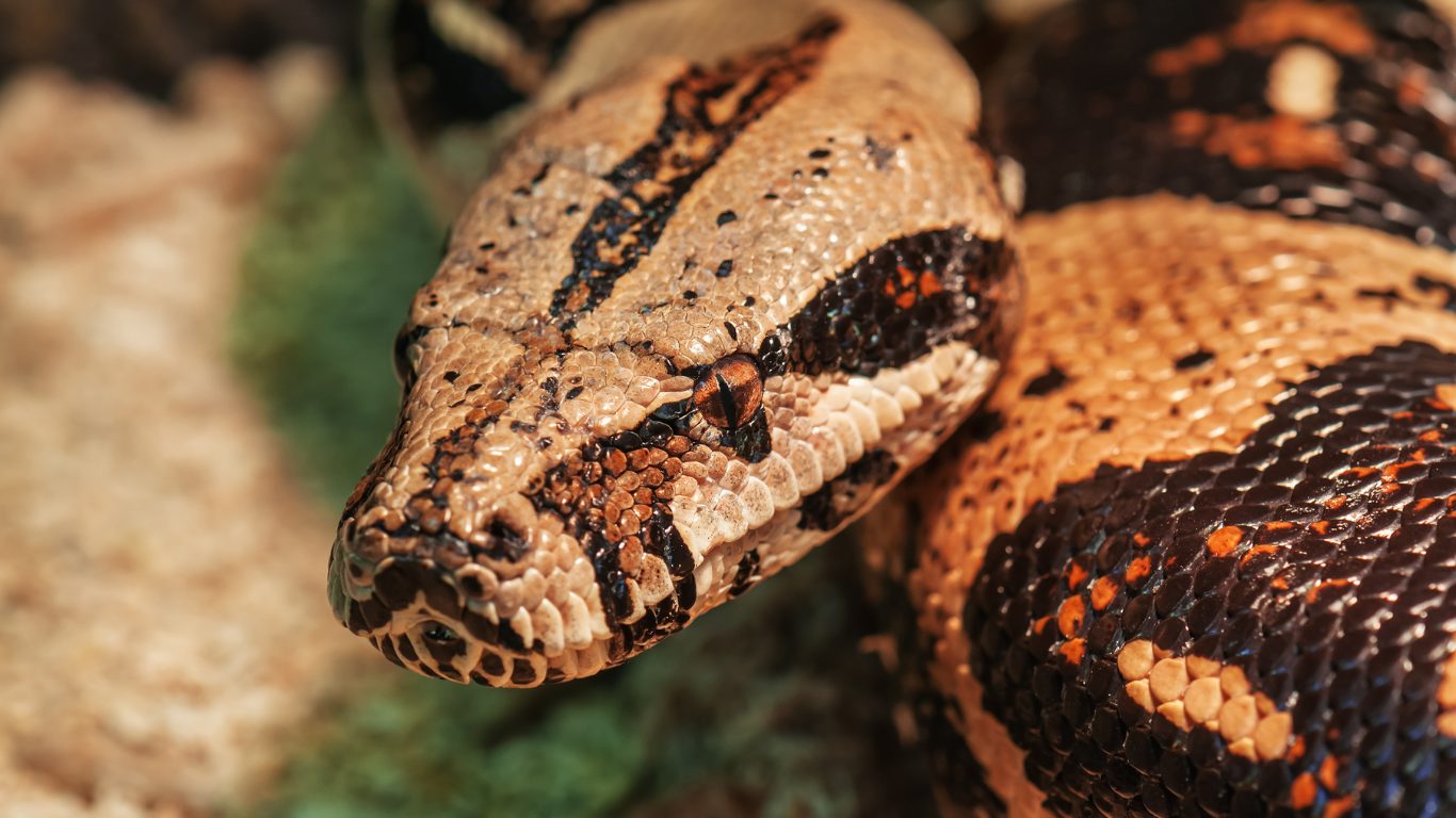Ambush and Constriction