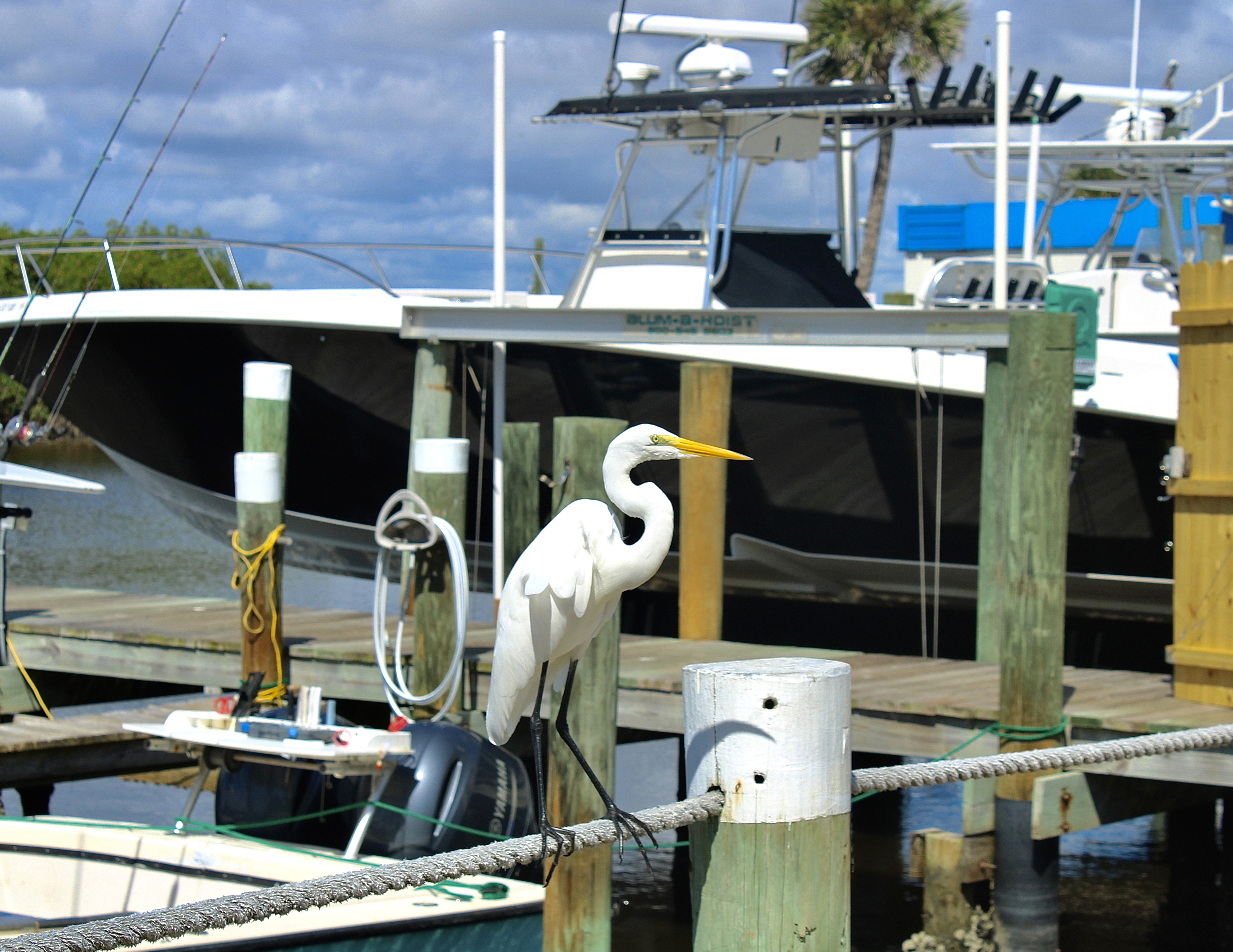 bird on docks adventure yacht harbor