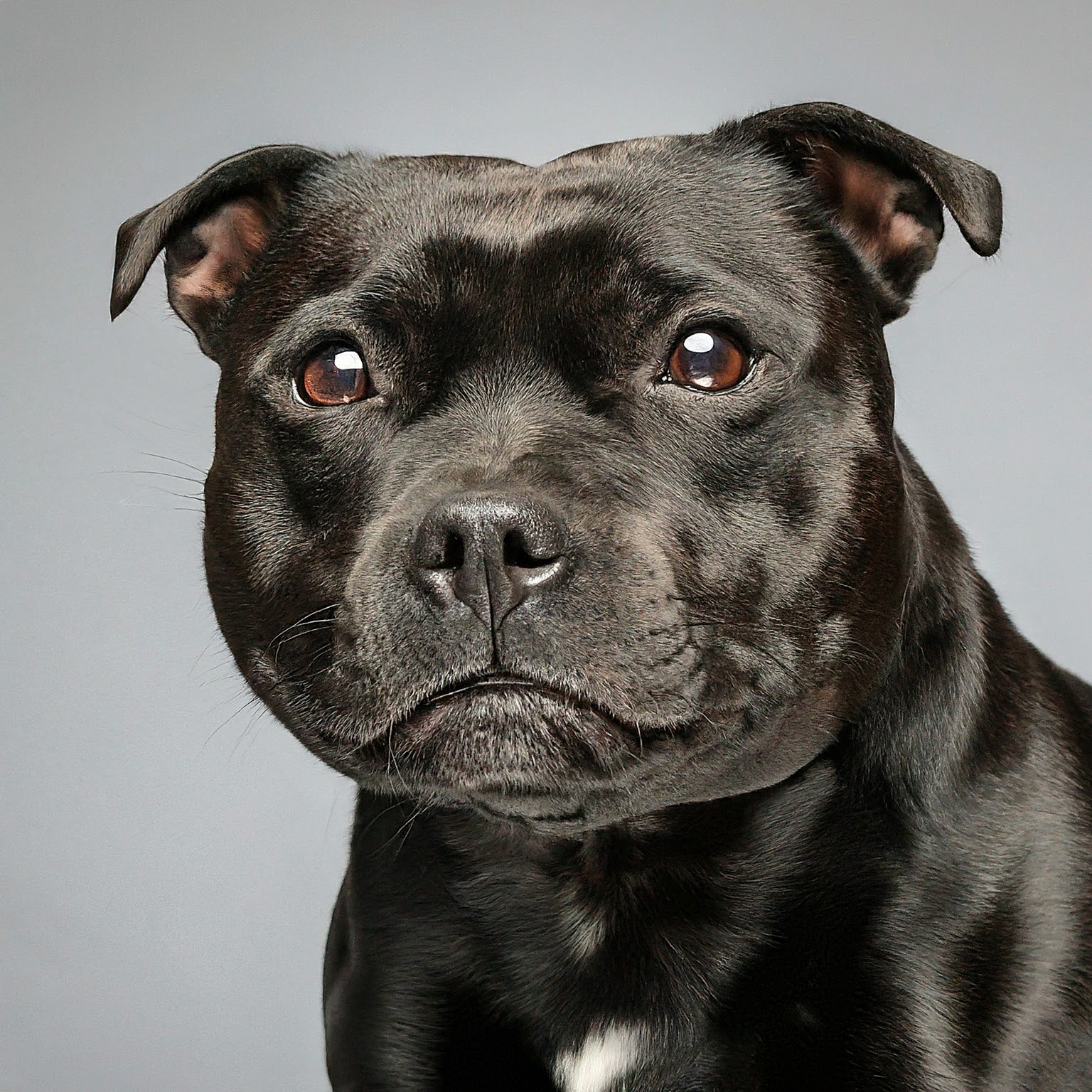 BUDDYUNO, Staffordshire Bull Terrier