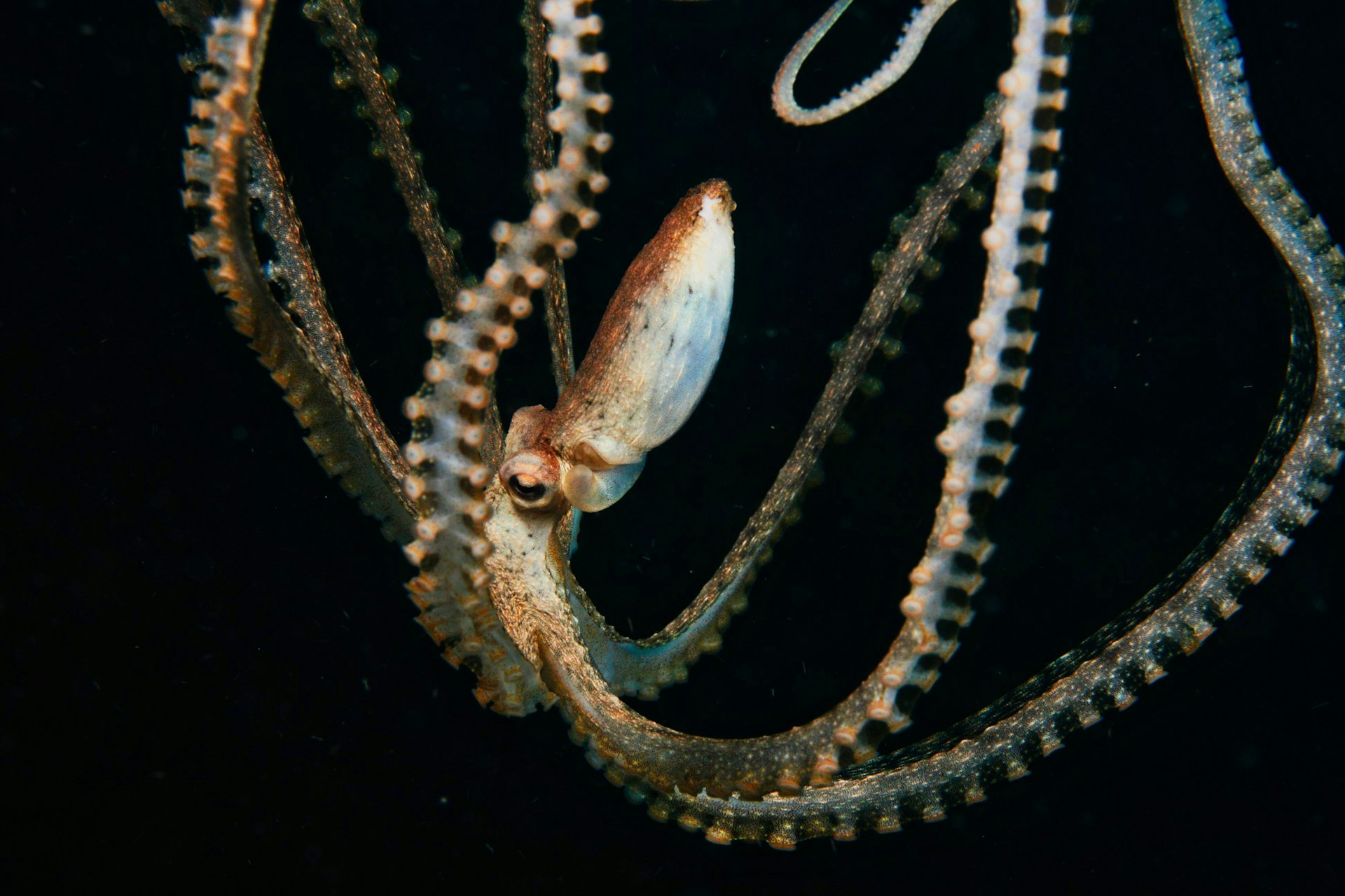 Small octopus with arms spread wide drifting in black water at night