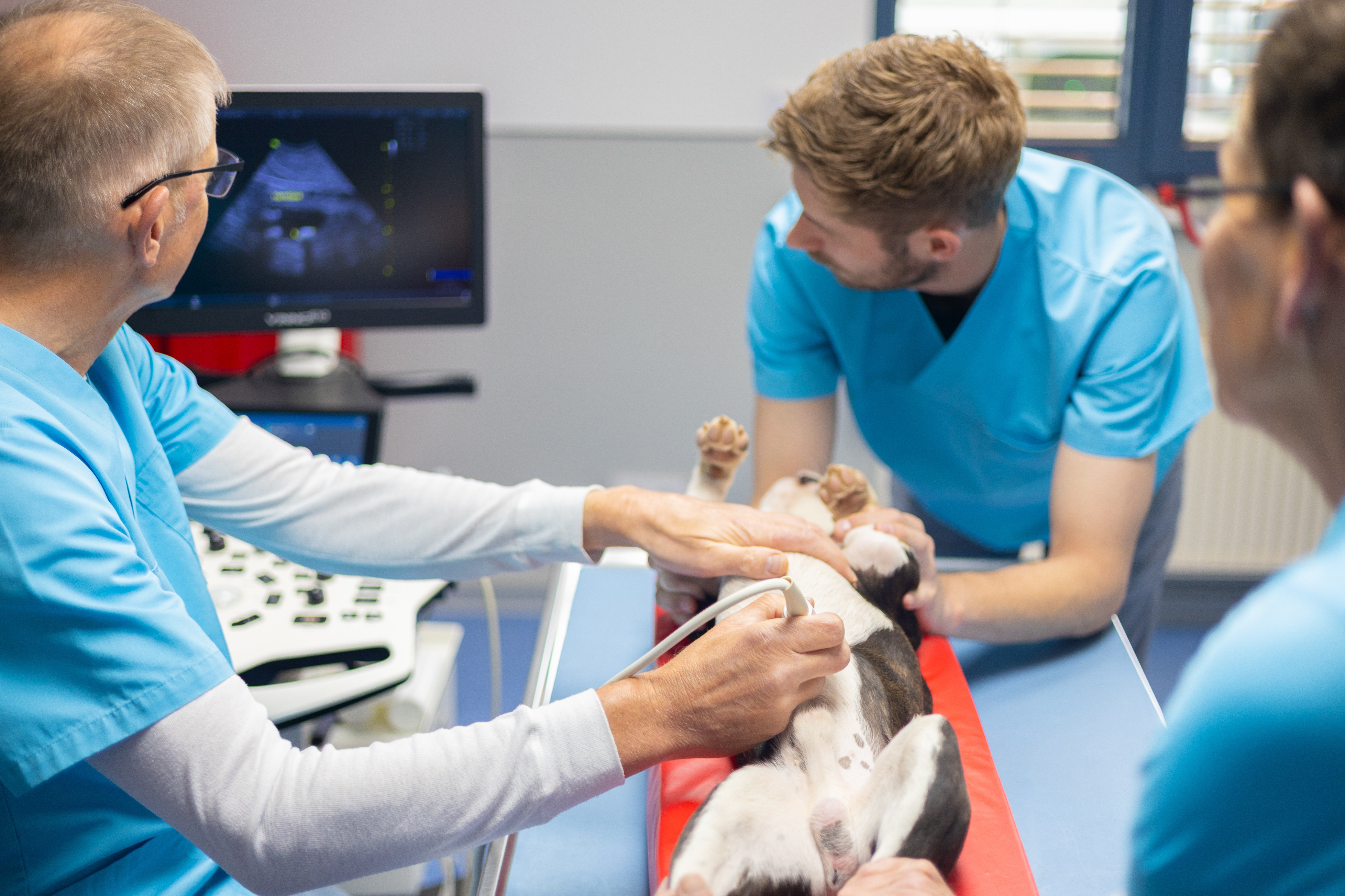 In einer Tierarztpraxis wird ein Hund von zwei Tierärzten untersucht.