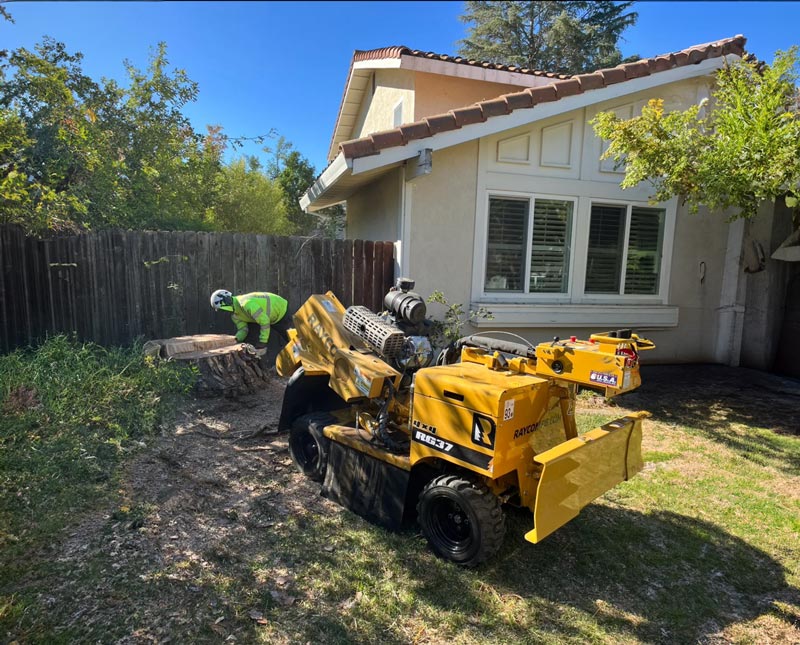 Stump grinding in progress