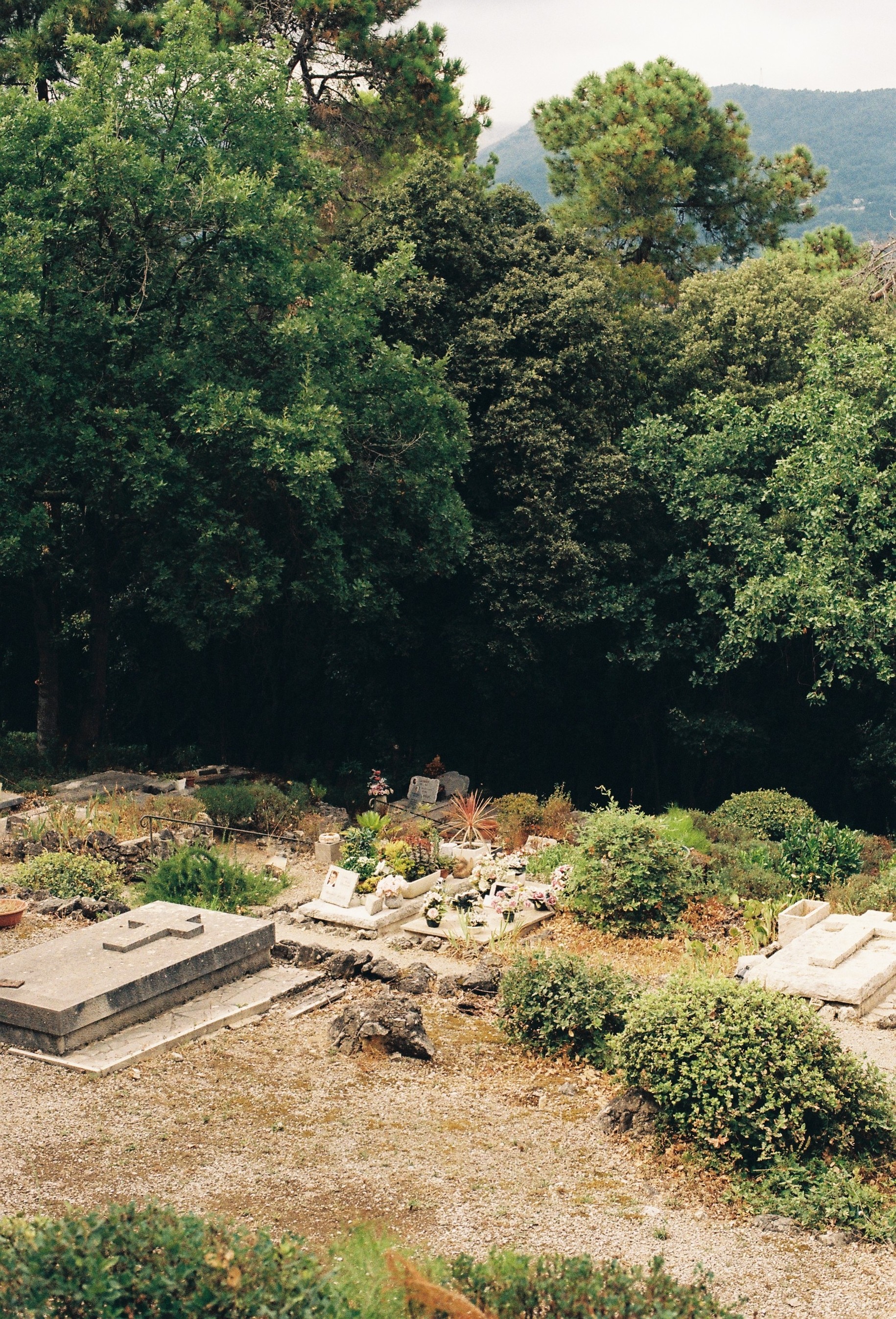 Claro en el bosque del cementerio