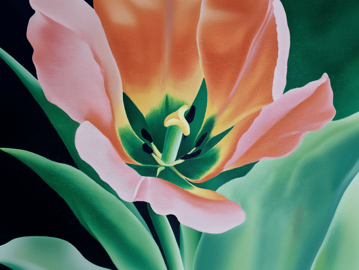 Close-up of a pink and orange tulip with green leaves and a dark background.
