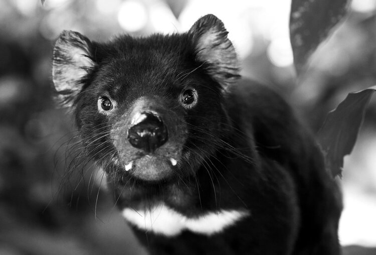 Private jet charters Hobart - Sandstone warehouses Dark Mofo festival