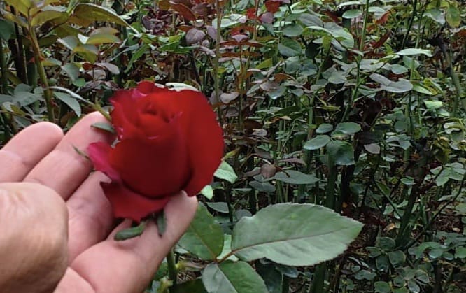 Bunga mawar yang diserang hama, tidak dapat mekar sempurna.