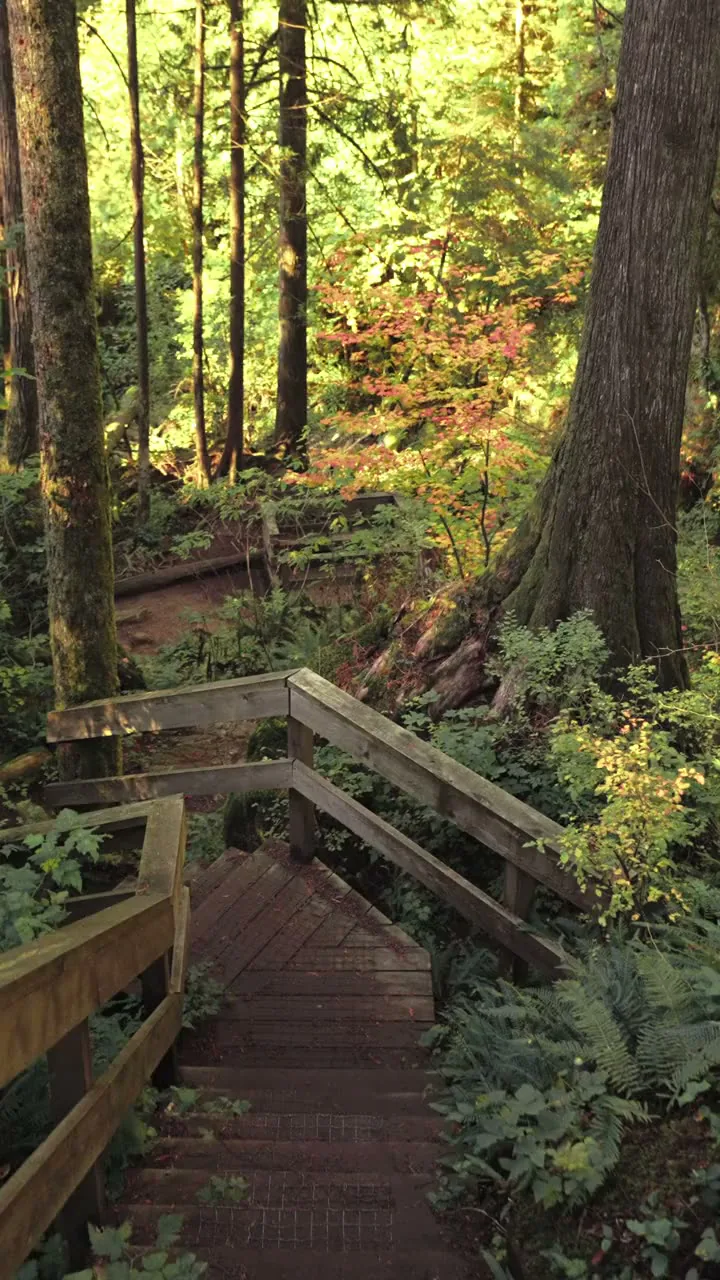 Wooden steps leading down through ferns to the Lake Line shore