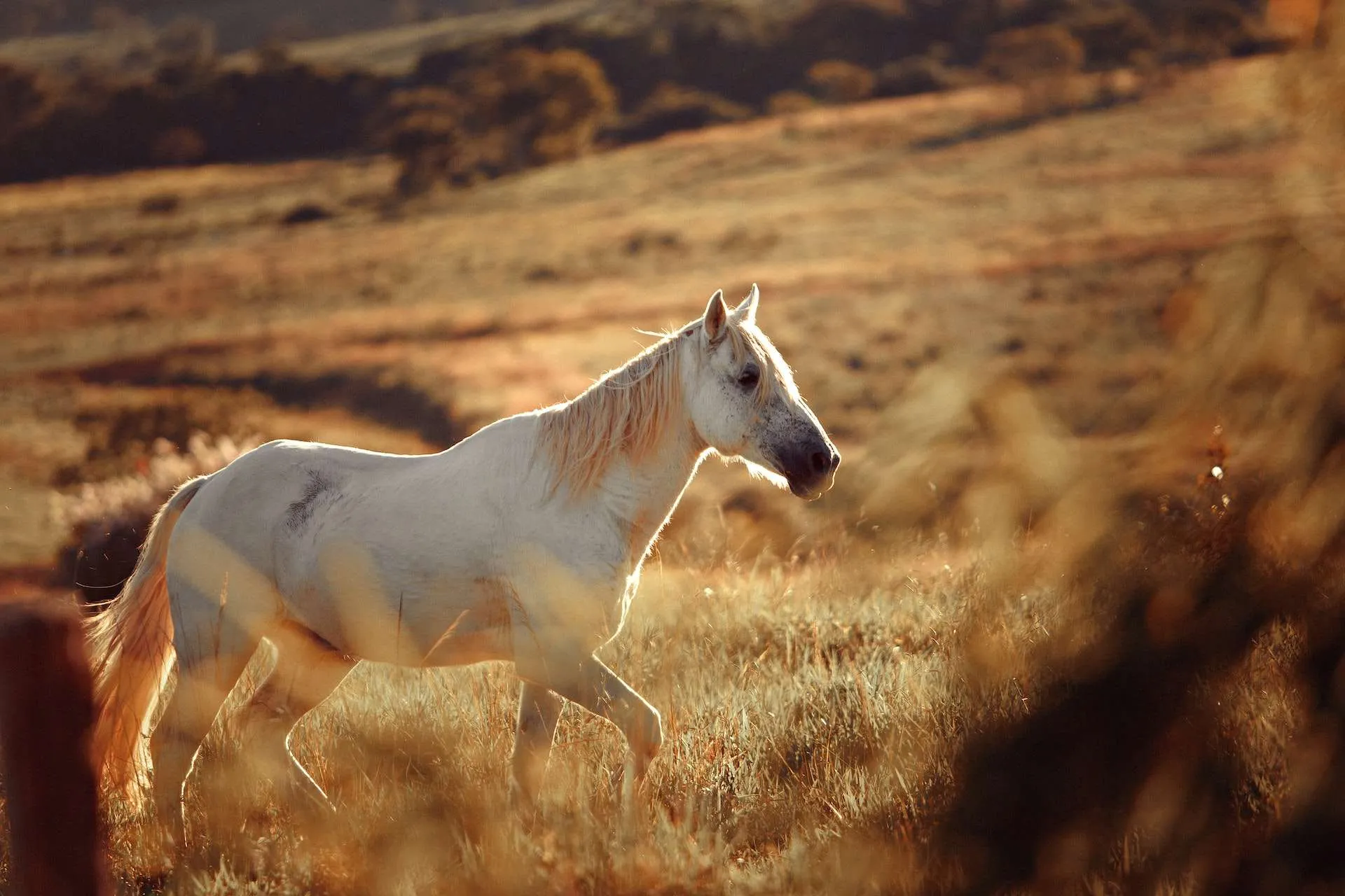 Equine Cushings Feature Image of a horse