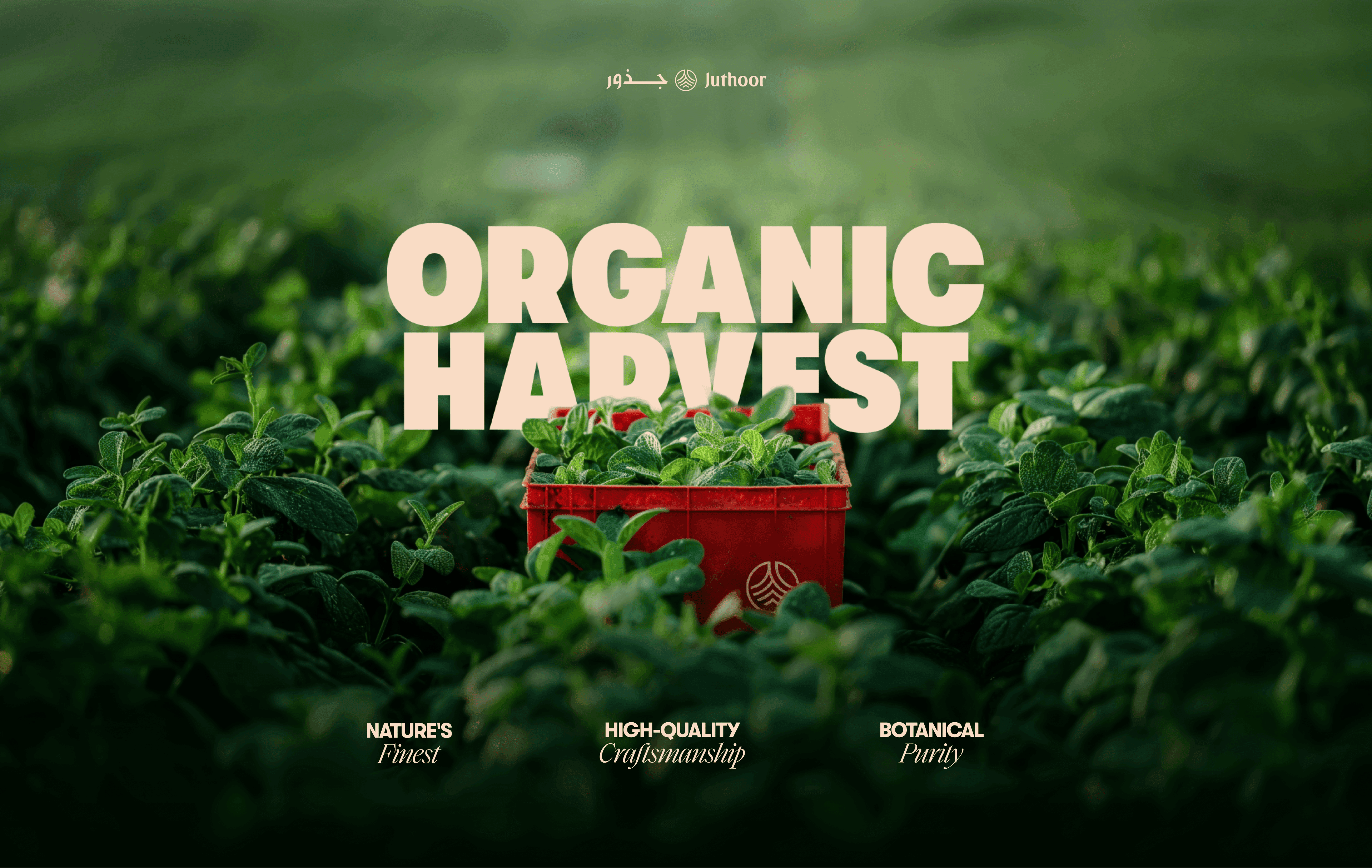 Organic harvest of herbs used in Juthoor botanical healthy beverages, showing the production process, designed by The Tomorrow Agency