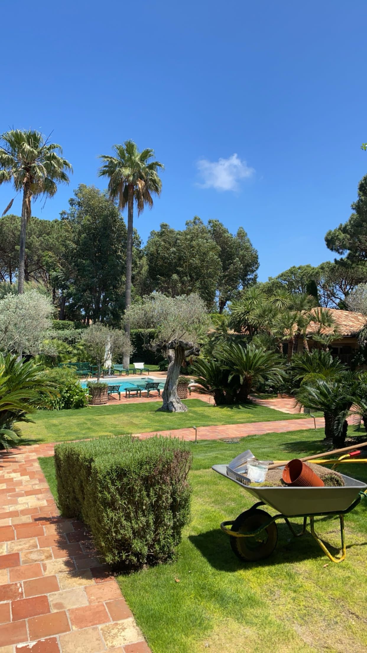 Entretien de parc paysager avec palmiers et oliviers à Bormes-les-Mimosas - BML Paysages