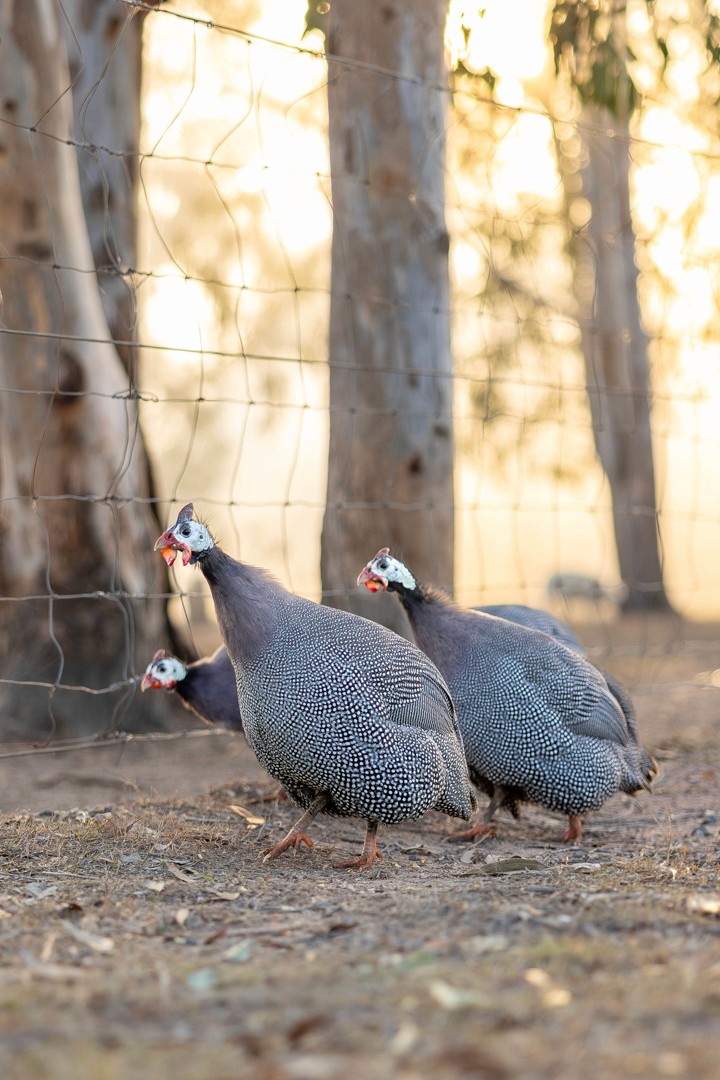 Guinea fowl in front of trees at sunrise