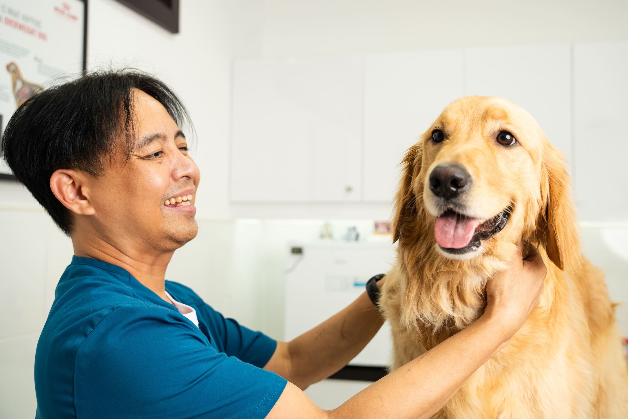 A veterinarian is holding a dog and checking it's health condition.