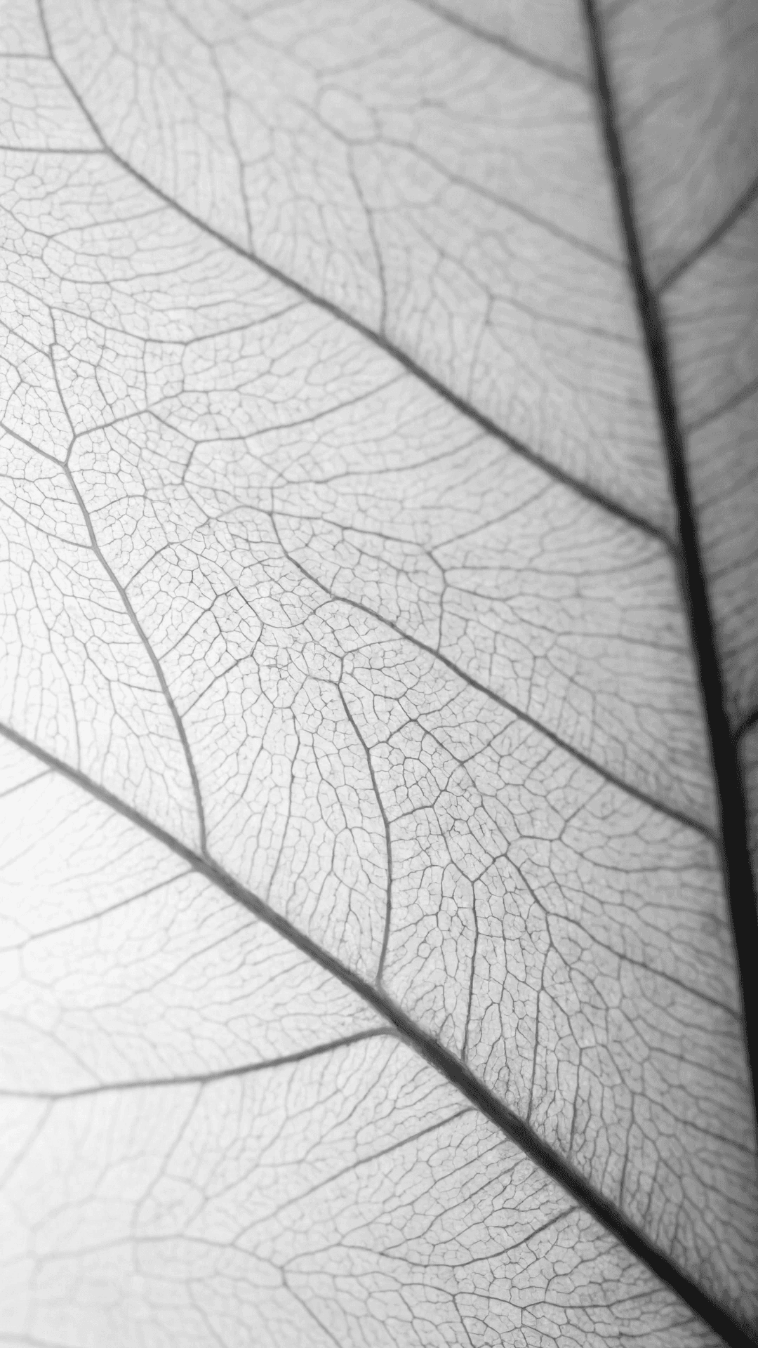Image of a zoomed in leaf