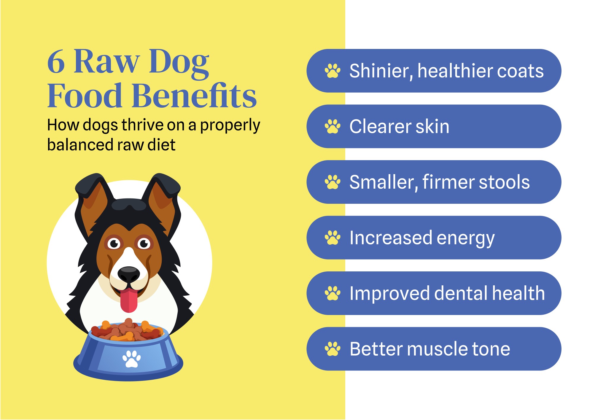 Visual guide highlighting positive health outcomes for dogs from a raw dog food diet.