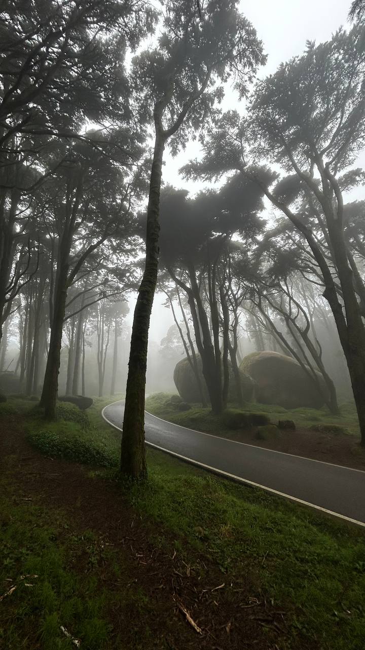 Misty forest road in Sintra near Villa Flora
