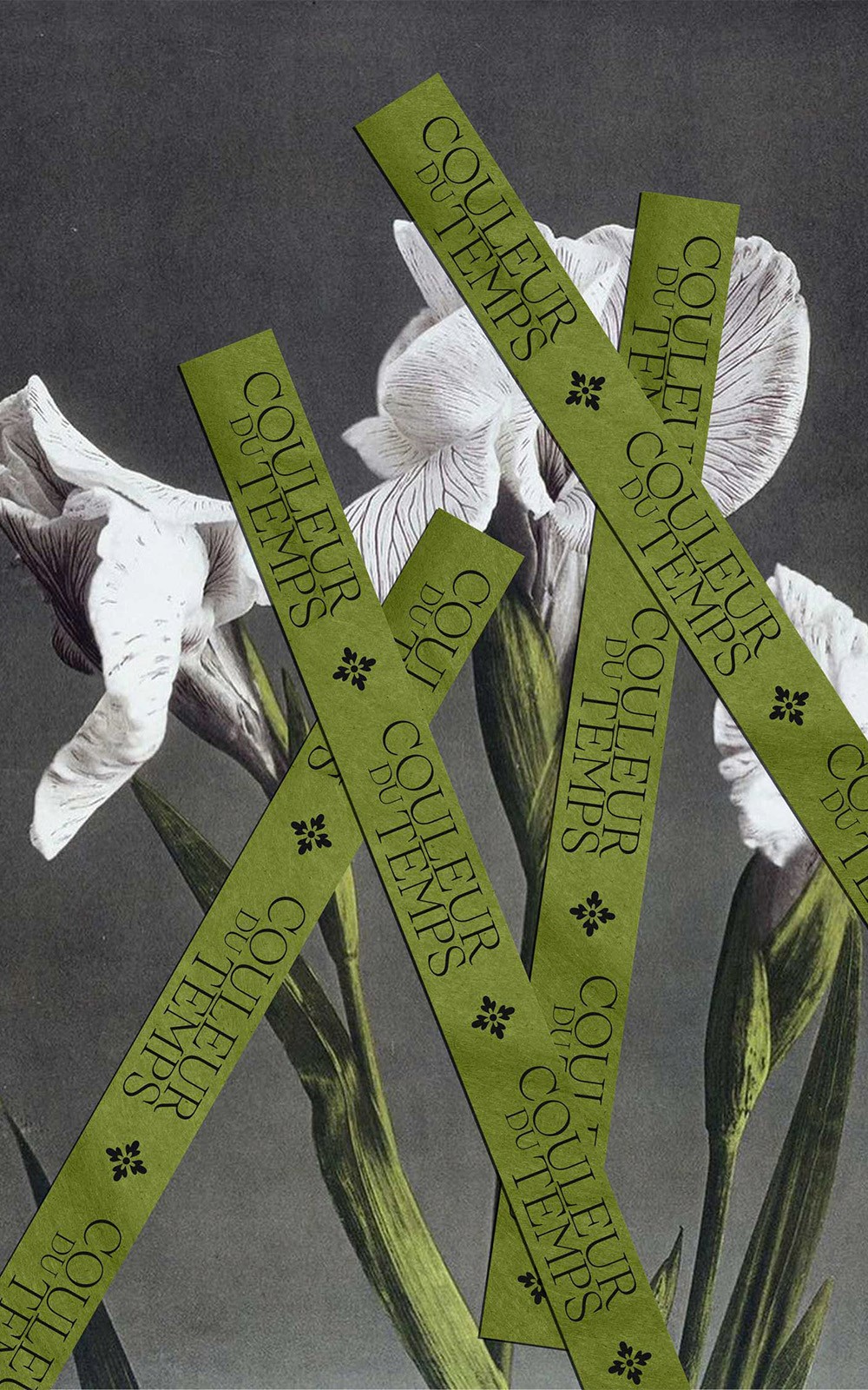 Iris blancs élégants aux feuilles vertes allongées, surmontés de bandes diagonales vertes portant le texte 'Couleur du Temps', sur un fond gris nuancé, créant une composition graphique contemporaine.