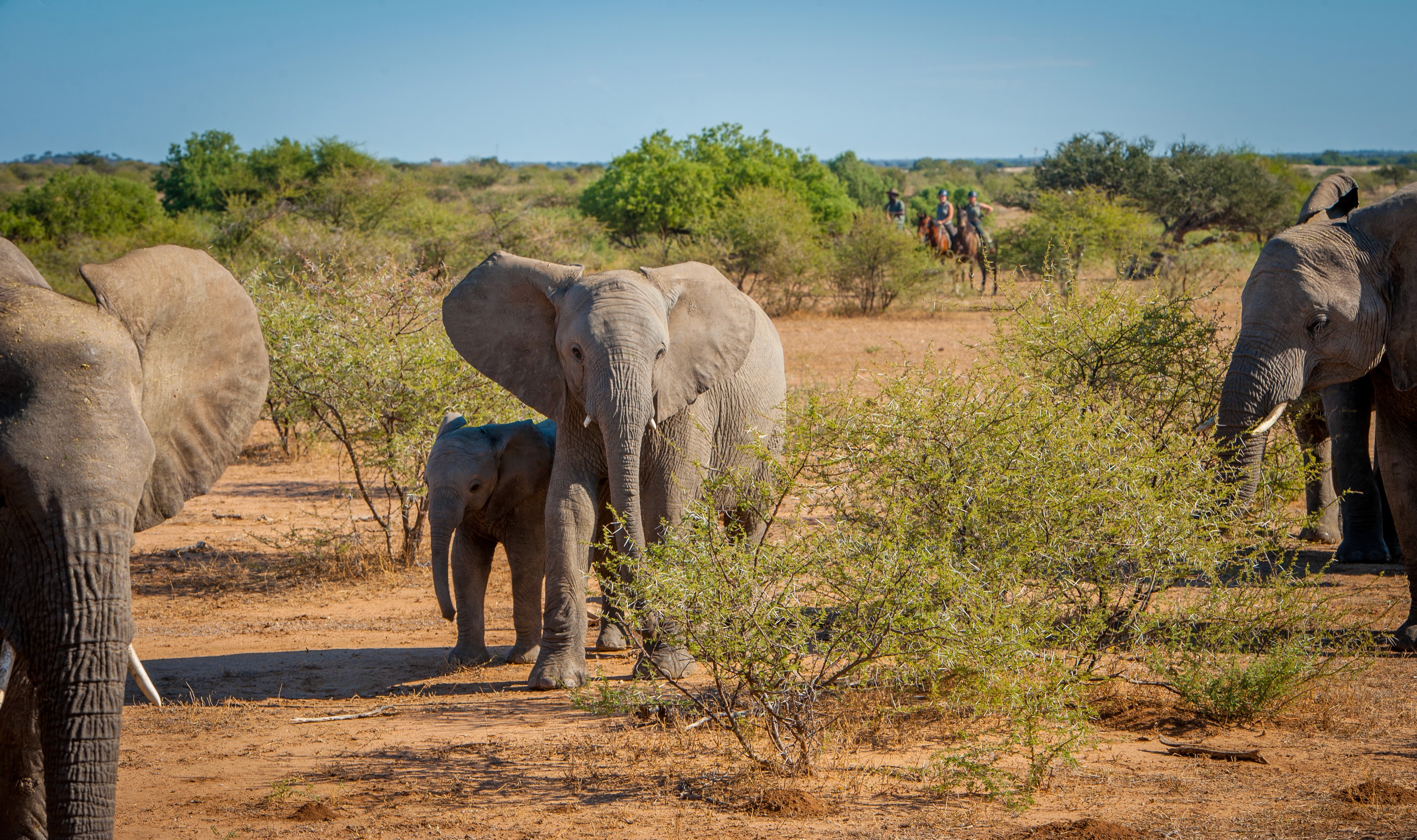 Tuli Safari, Botswana. Elefanter med kalv rör sig lugnt genom bushen medan ryttare närmar sig i bakgrunden – en oförglömlig upplevelse på ridsafari i Botswana.