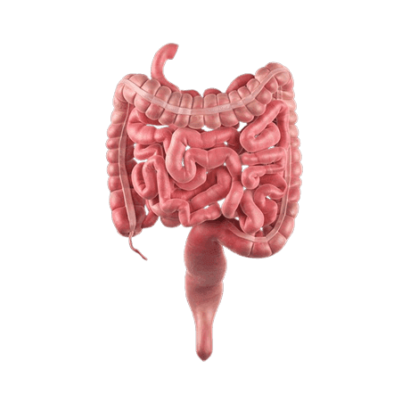 intestin illustration