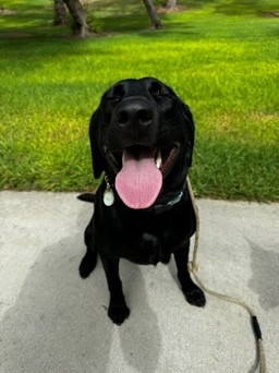 Happy black Labrador with tongue out sitting on pavement in Huntington Beach