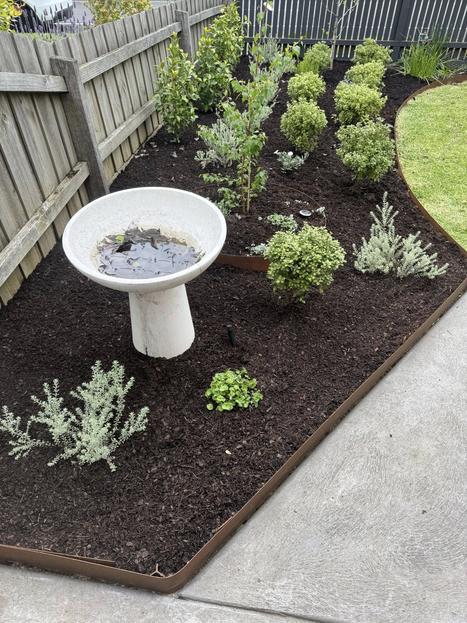 New planting establishing in a freshly prepared and mulched garden bed