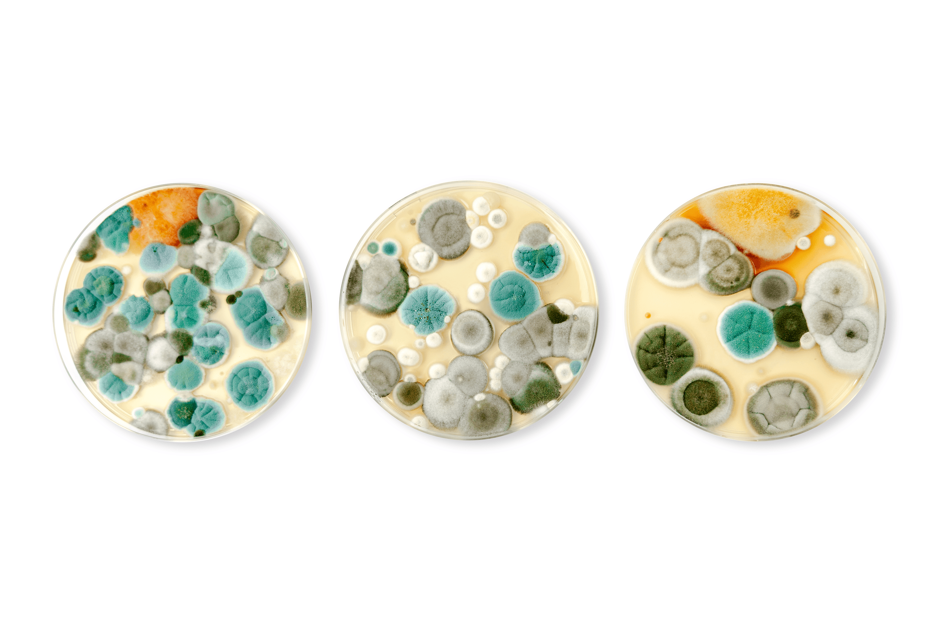 Petri dishes with different types of mold colonies in green, gray, and orange tones