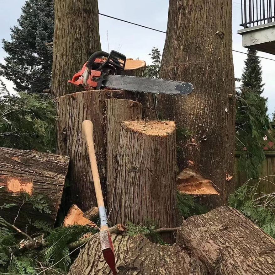 Best Tree Service Near Me Portland OR: Affordable Removal & Trimming Services