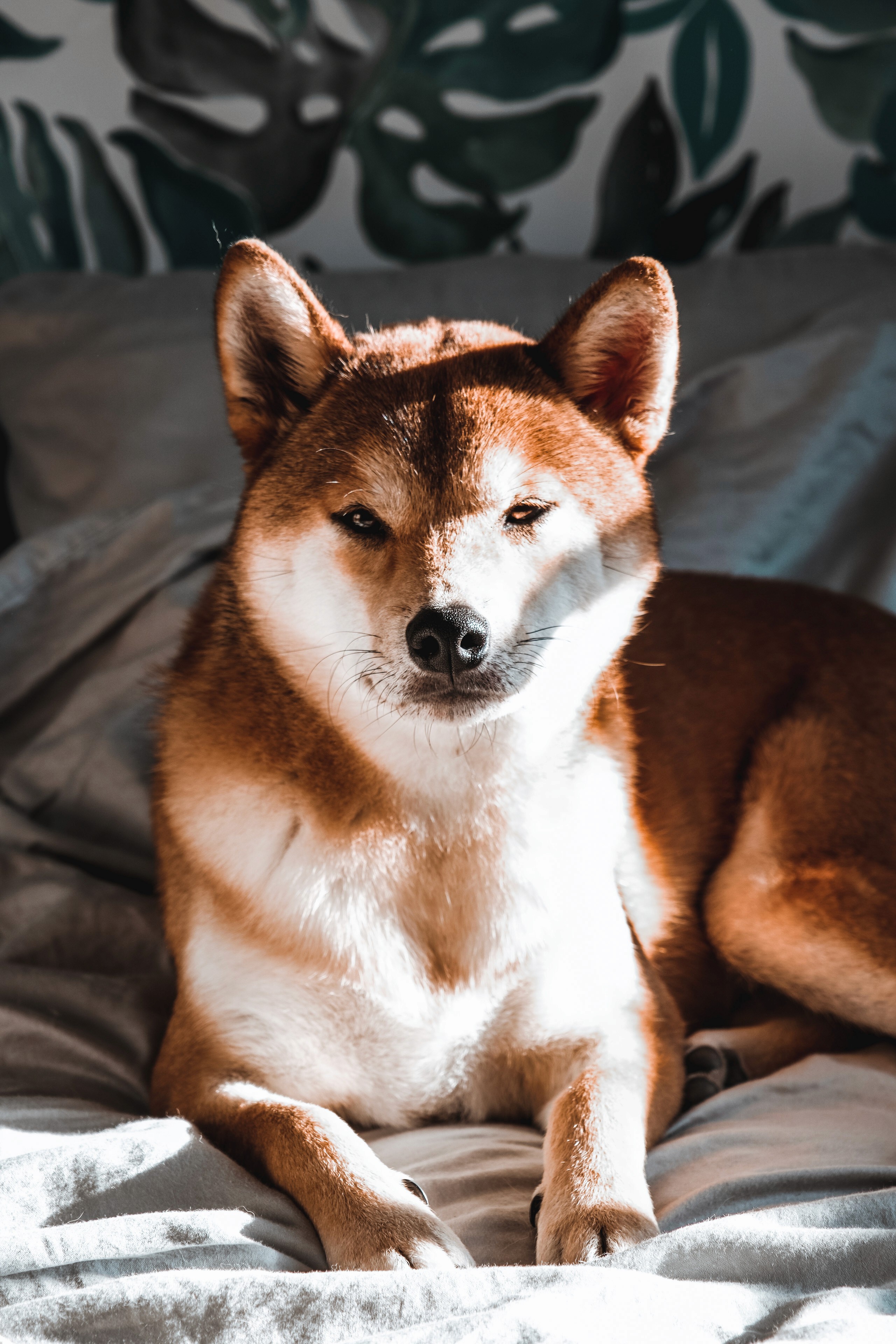 orange dog