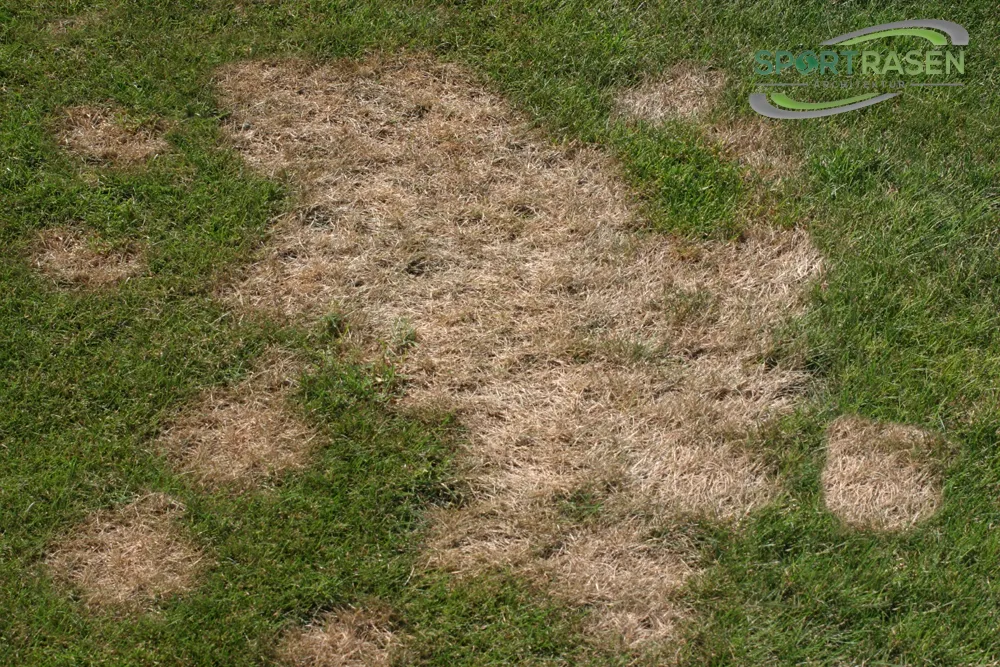 Pythium / Wurzelfäule im Rasen
